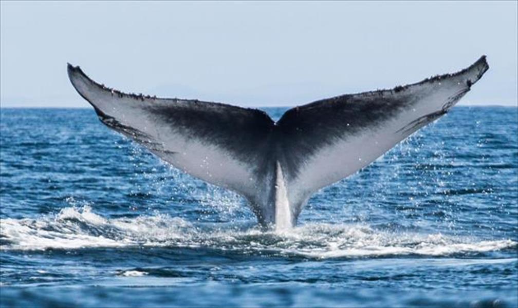محكمة دولية تأمر بمنع اليابان من صيد الحيتان