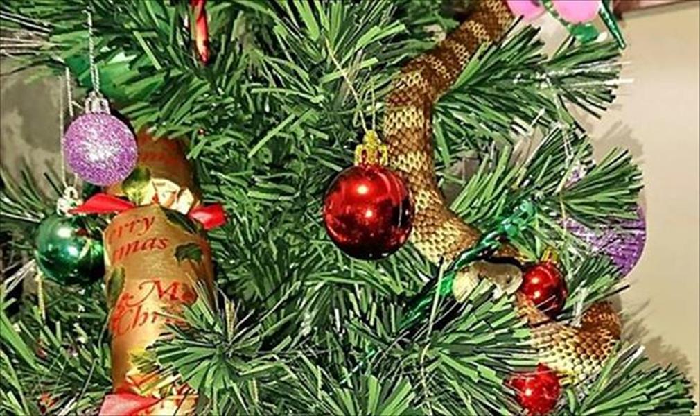 ربة منزل تعثر على أفعى في شجرة عيد الميلاد