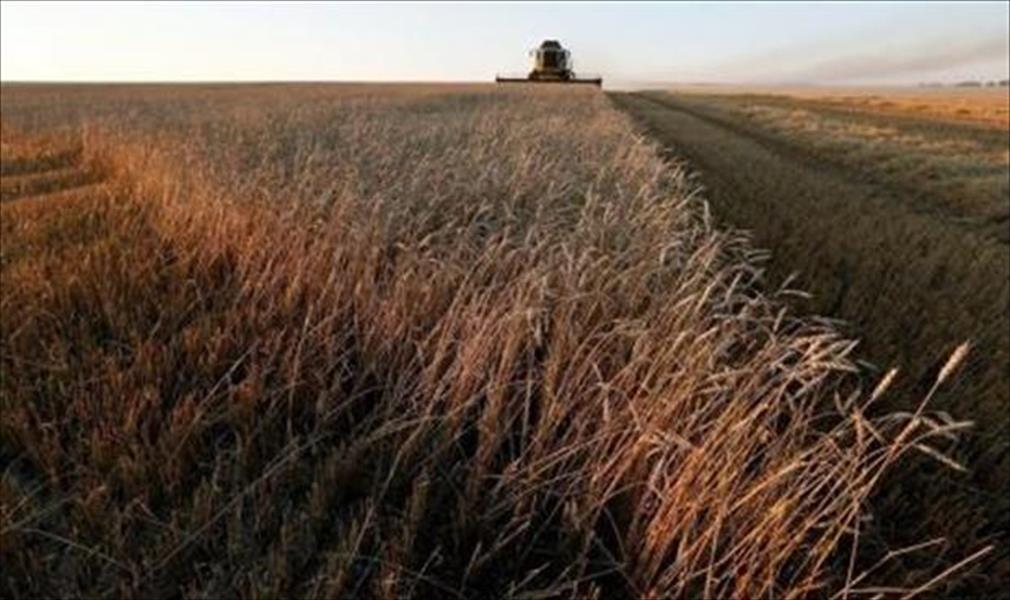 مصر تشتري 360 ألف طن من القمح الروسي والأرجنتيني والروماني