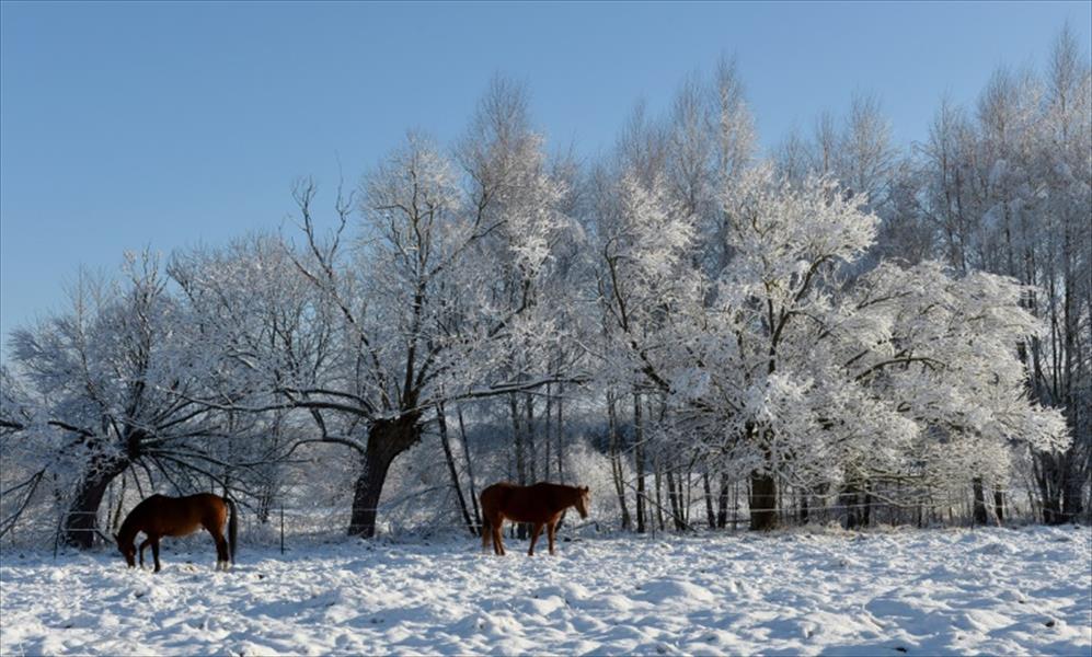 البرد يحصد أرواح 10 أشخاص في بولندا