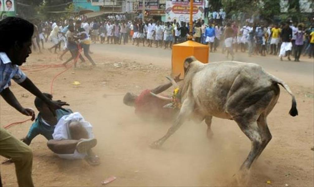 الثيران الهائجة تقتل شخصين في الهند