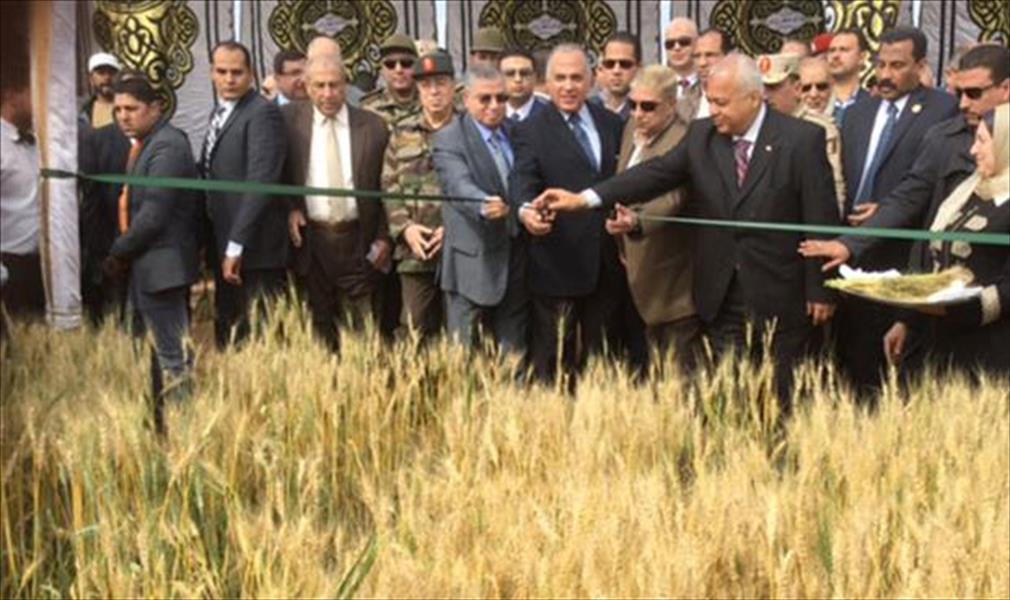 مصر تفتتح أول موسم لحصاد القمح مرتين في العام
