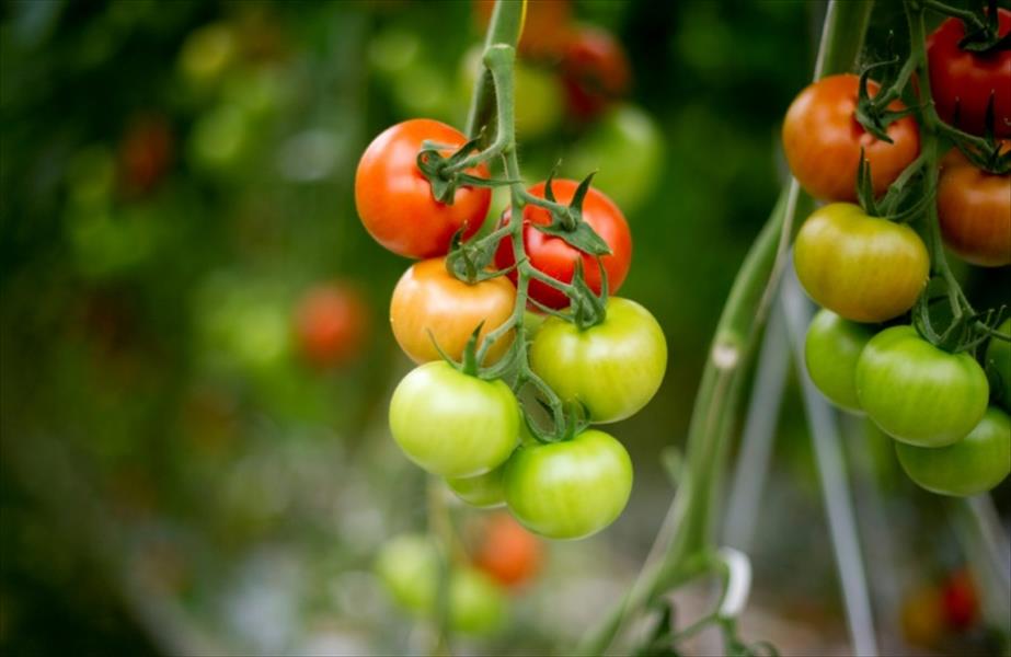 طماطم صناعية بطعم «الماضي»
