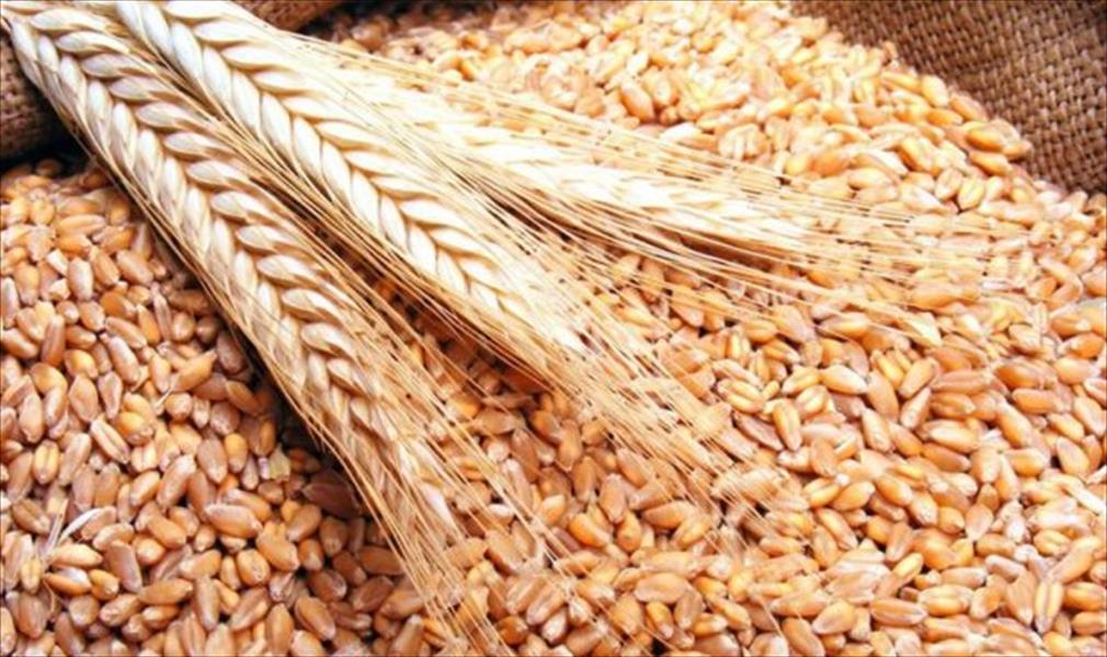 مصر: زيادة إنتاج القمح إلى عشرة ملايين طن