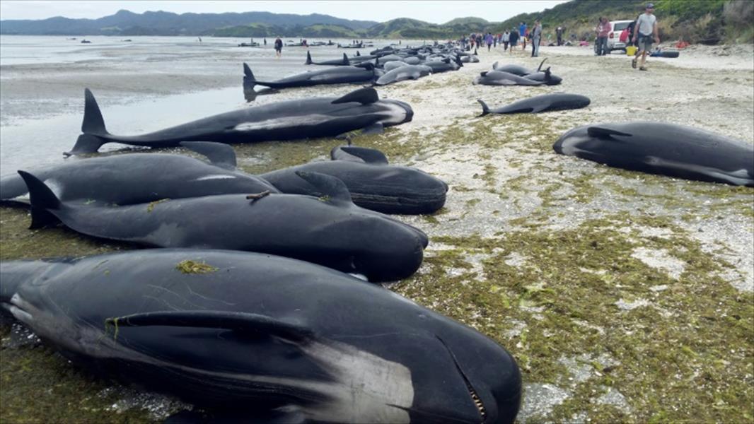 العلماء يفشلون في تحديد سبب جنوح مئات الحيتان في نيوزيلندا