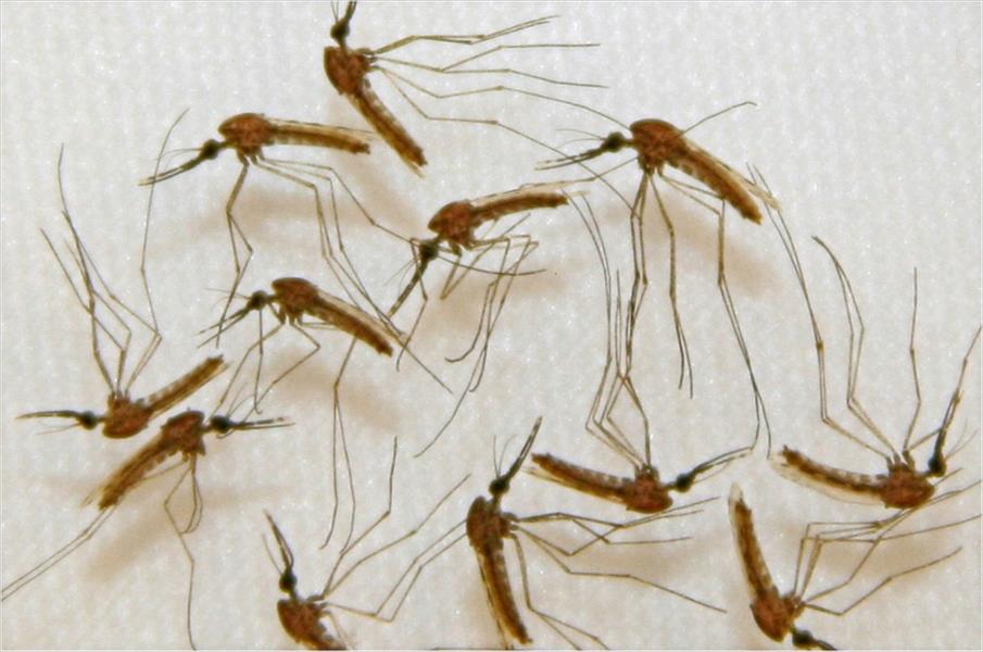 نتائج مشجعة للقاح تجريبي ضد الملاريا