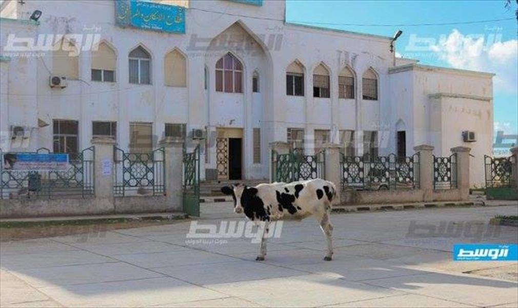 الحرس البلدي في شحات يطلق حملة ضد انتشار الماشية في الشوارع