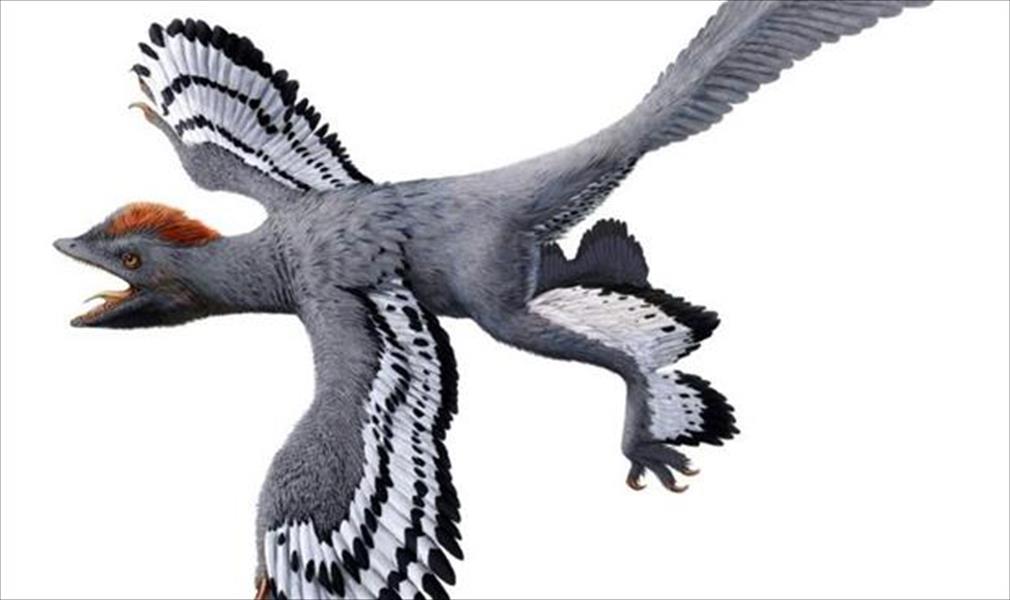 رصد خصائص مميزة للطيور عند الديناصور بالريش