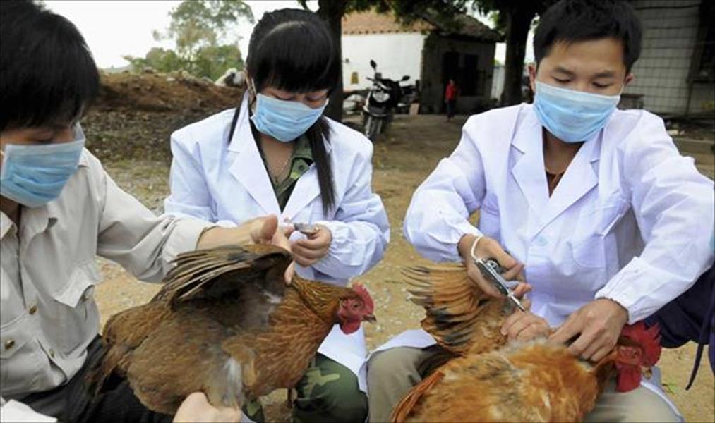 قلق عالمي من تفشي الإصابة بإنفلونزا الطيور