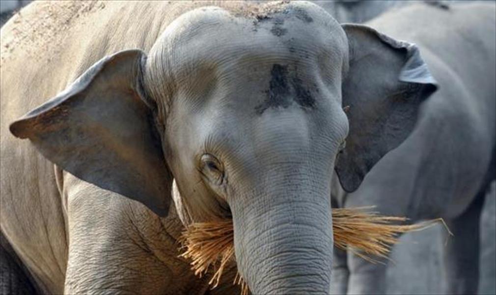 خرطوم فيل يتسبب في مقتل مروض تايلاندي