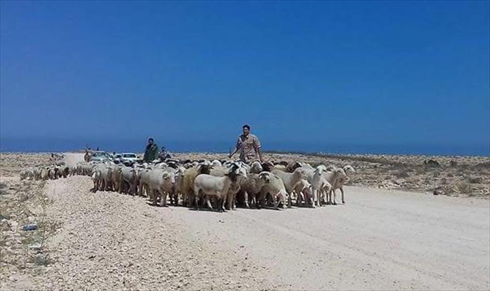 ضبط 4000 رأس ماشية في إمساعد قبل تهريبها إلى مصر