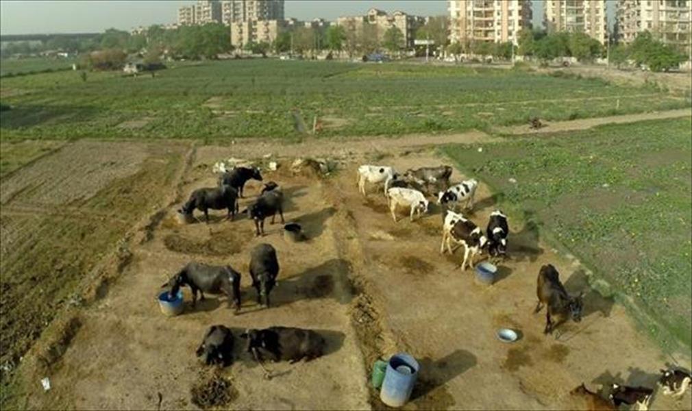 مقتل شابين مسلمين في الهند بسبب الأبقار