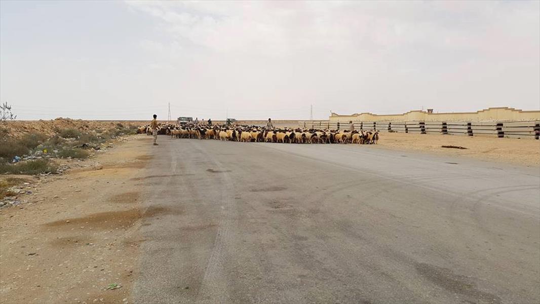 بالصور: قوات الجيش الليبي تقبض على مهربين حاولوا تهريب أكثر من 1000 رأس غنم إلى مصر