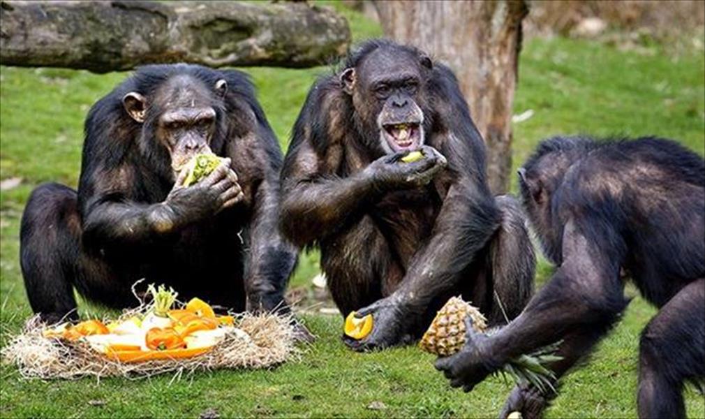 قردة شمبانزي تفر من حديقة حيوان كانساس وتتسبب في إغلاقها