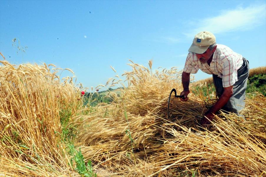 الفاو: 12% زيادة في نسبة محصول القمح في سورية 2017
