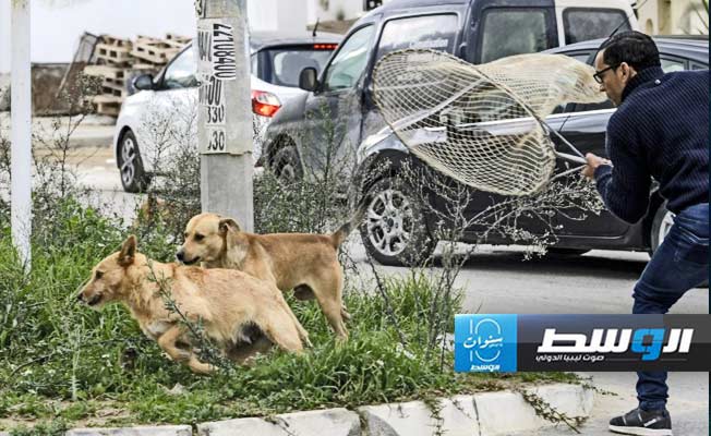 مقتل رجل ستيني في تونس إثر هجوم من كلاب ضالة