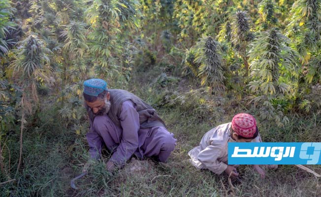 قندهار.. «عاصمة القنب» المزدهرة بزراعة المخدر في ظل حكم طالبان