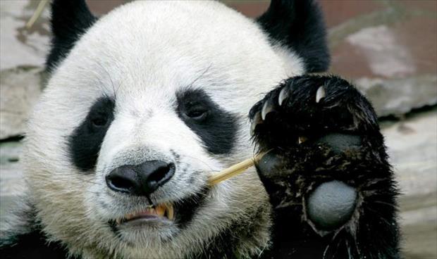 أزمة قلبية وراء نفوق الباندا الصيني «شوانغ شوانغ»