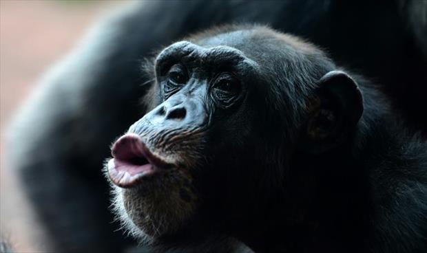 البشر يستطيعون فهم الحالة العاطفية لقردة الشمبانزي