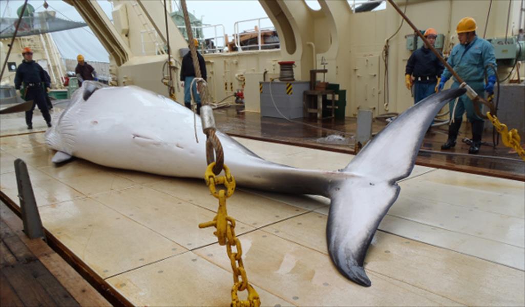 اليابان تنوي استئناف صيد الحيتان لأغراض علمية