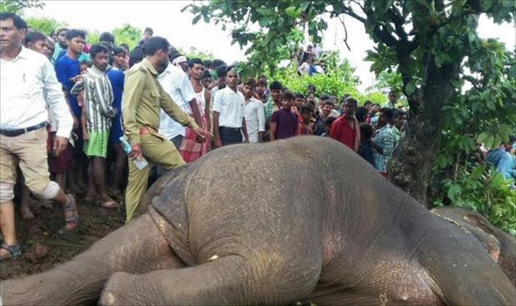 أمهر صيادي الهند ينجح في قتل فيل اجتاح القرى