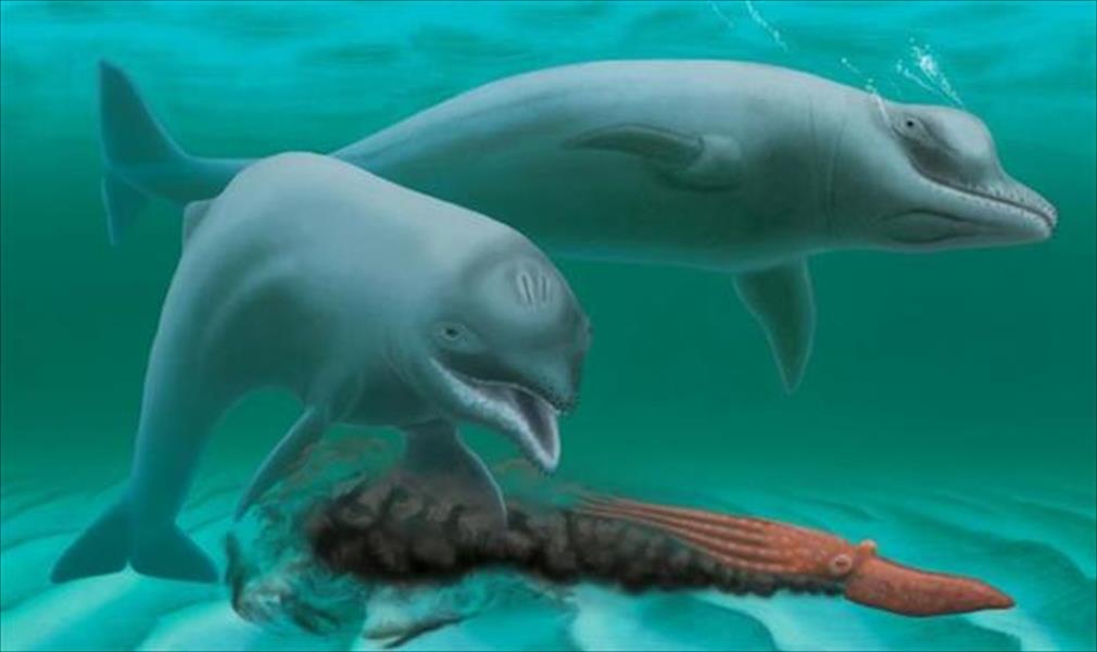 العثور على دلفين صغير يعود إلى 30 مليون سنة