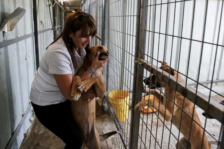 ديانا بعبيش.. فلسطينية تكرس حياتها لإنقاذ الكلاب الضالة