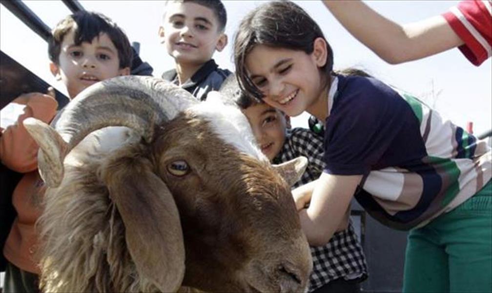 بسبب ارتفاع الأسعار.. خروف العيد في مصر للإيجار فقط