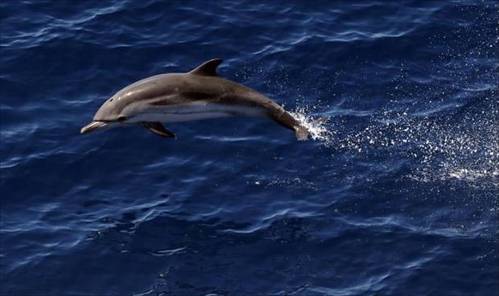 «إرما» يجبر السلطات الكوبية على إجلاء دلافين بالمروحية