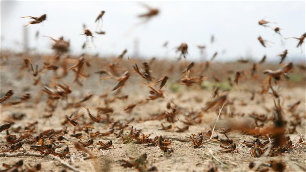 هجوم أسراب حشرة الجراد على مزارع جنوب شرق جالو