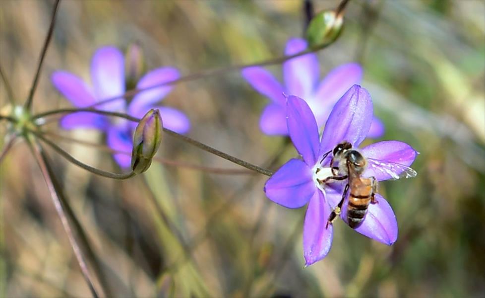 رصد آثار سامة في 75 % من عسل النحل