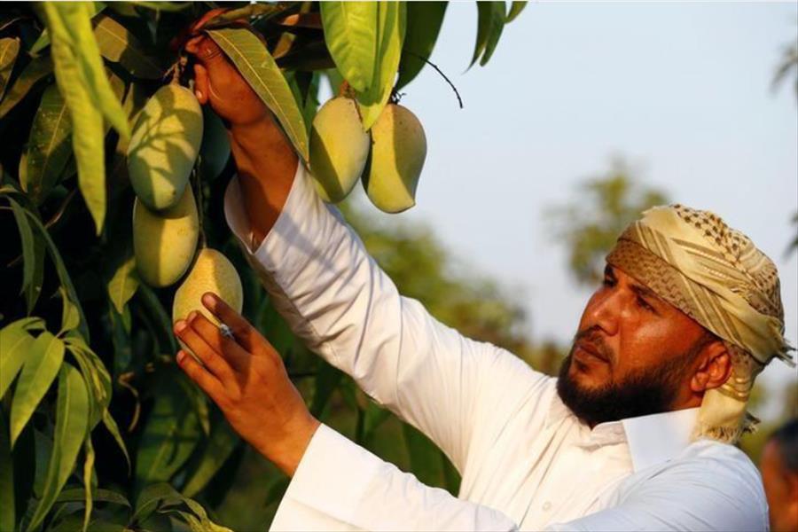 ارتفاع صادرات مصر الزراعية 14% في 9 أشهر