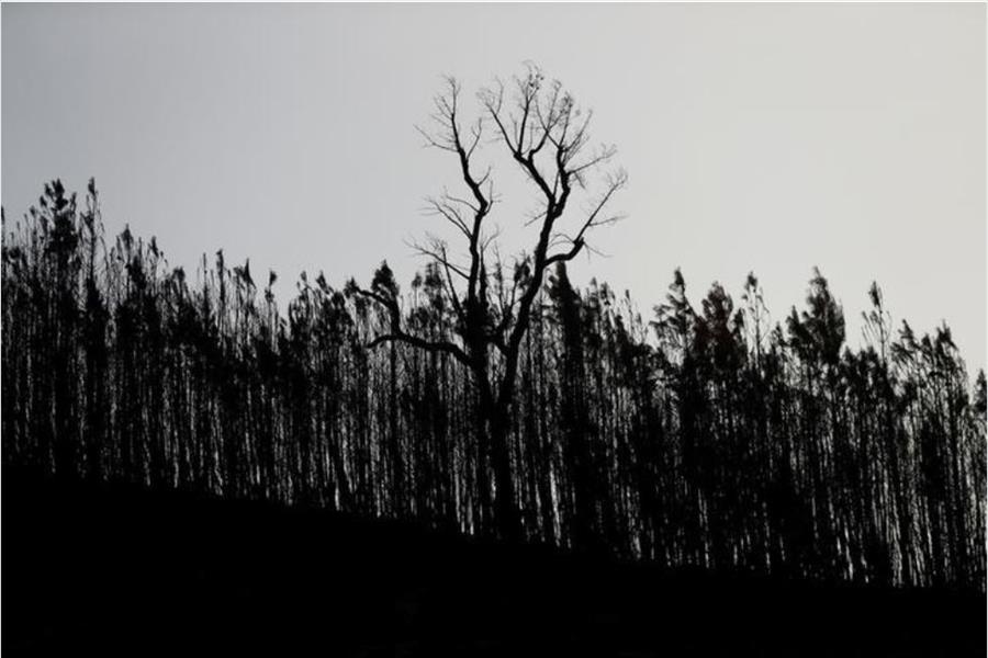 مقتل 27 شخصًا في حرائق غابات بالبرتغال