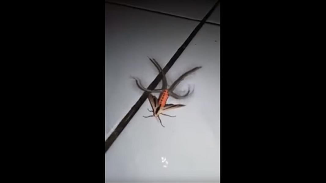 بالفيديو: حشرة غريبة تشغل عالم الإنترنت