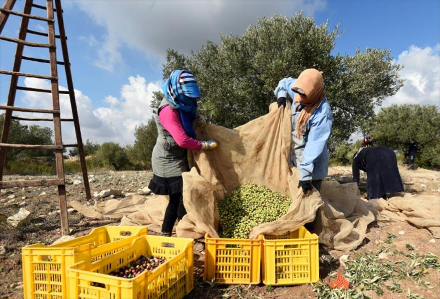 تونس تتوقع إنتاجًا «استثنائيًا» لزيت الزيتون