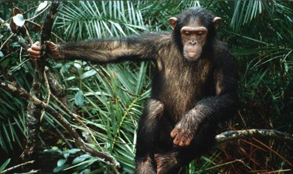 دراسة: الشمبانزي قادرة على تقييم المخاطر وتحذير أقرانها