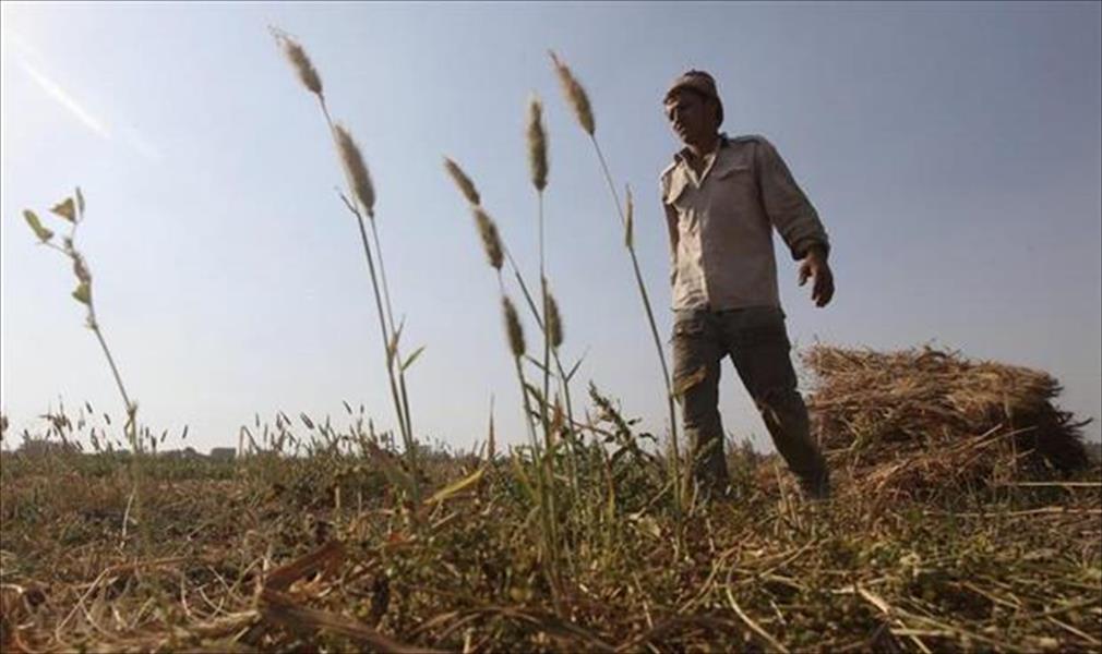 مصر توقع اتفاقات لشراء 4.25 مليون طن من القمح المحلي
