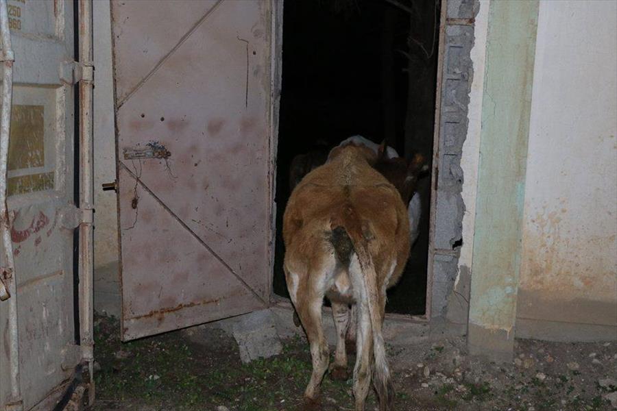 بلدي شحات يطلق حملة جديدة ضد ظاهرة انتشار الأبقار