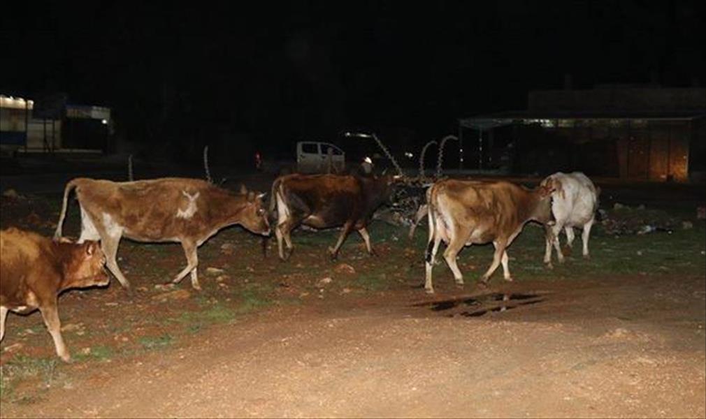 بلدي شحات يطلق حملة جديدة ضد ظاهرة انتشار الأبقار