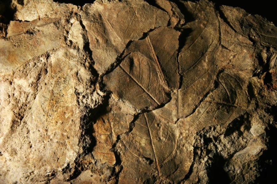 العثور على متحجرات تشكل أقدم أثر مؤكد للحياة على الأرض