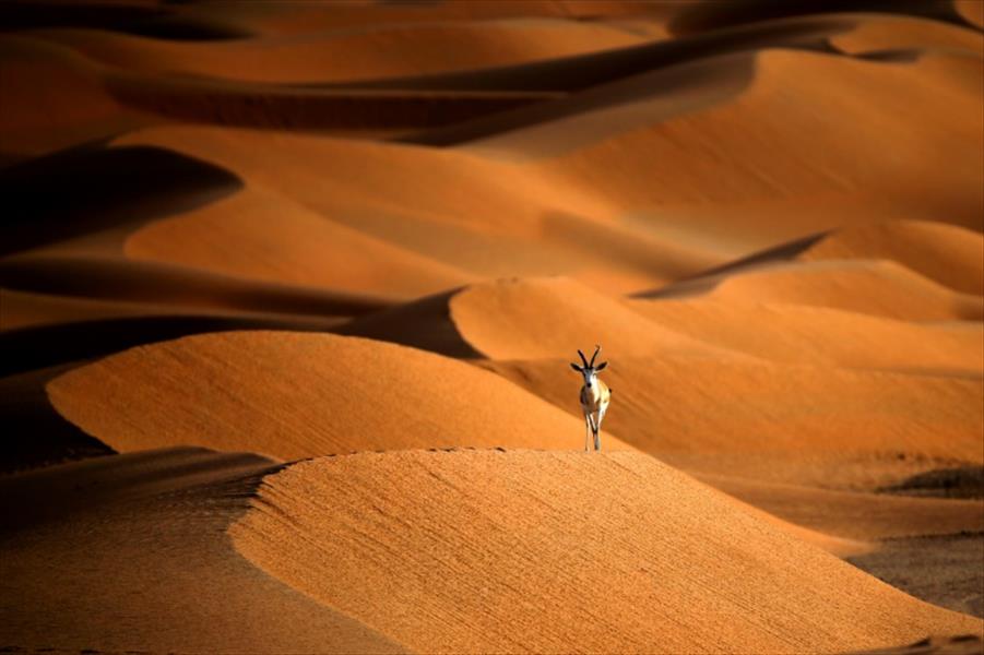 الحيوانات المهددة بالانقراض تنعش السياحة في سلطنة عمان