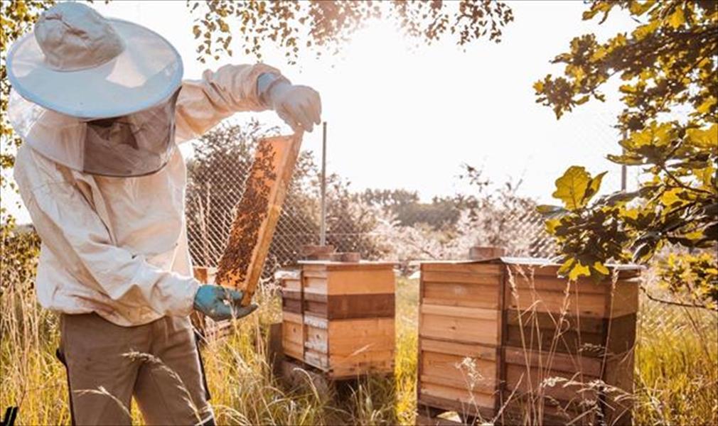 لماذا تربي شركة بورش النحل؟