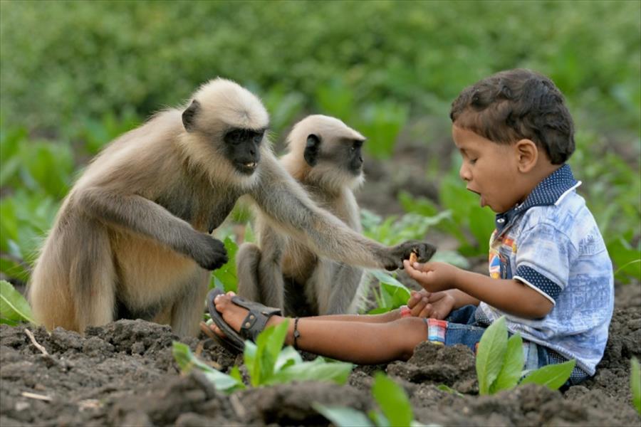 طفل في الثانية يرود القردة الشرسة