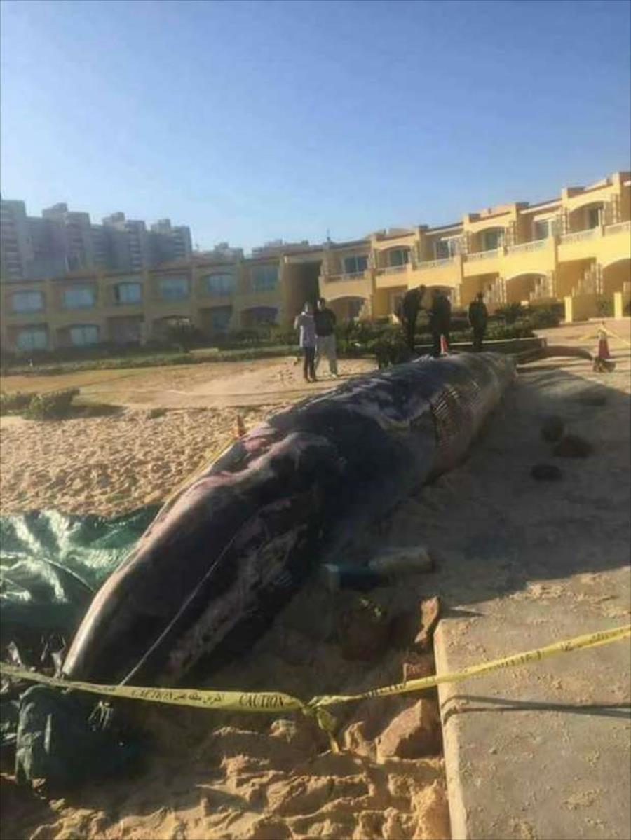العثور على حوت نافق بأحد شواطئ الإسكندرية (صور)