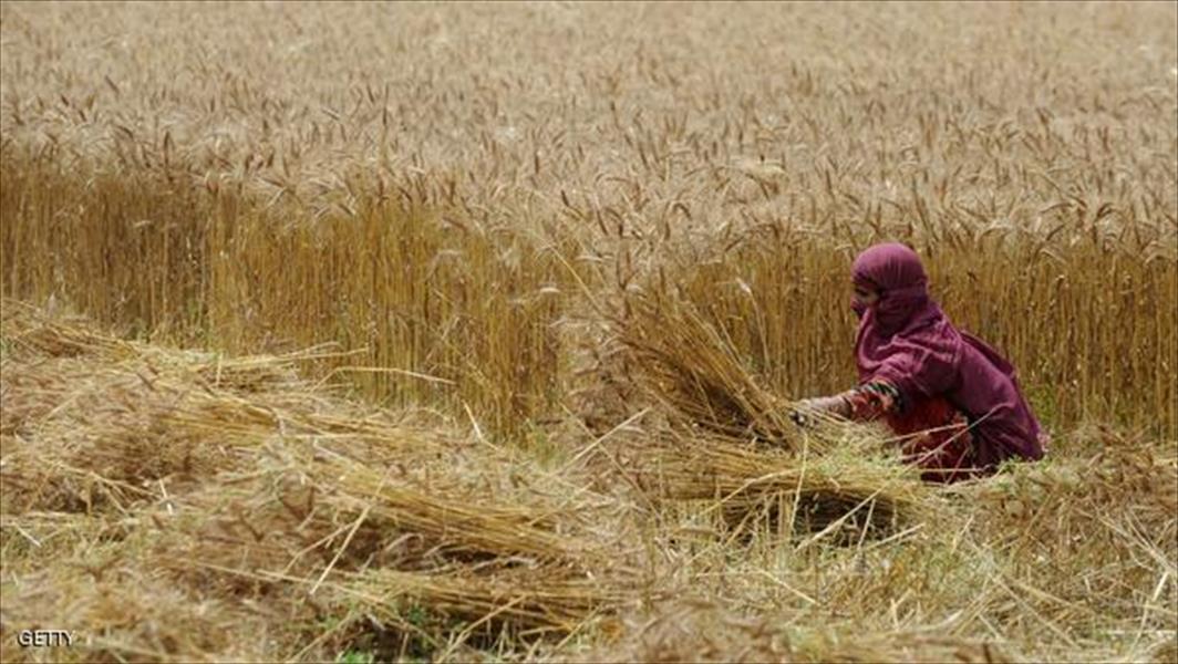 المغرب: تراجع إنتاج الحبوب لانخفاض هطول الأمطار