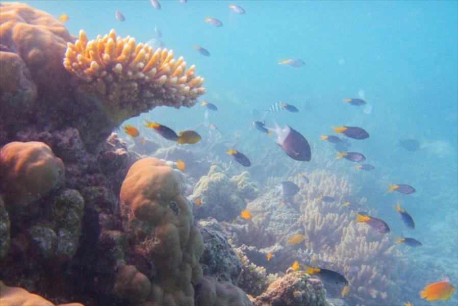 أستراليا ترصد 48 مليون دولار لمكافحة نجمة البحر