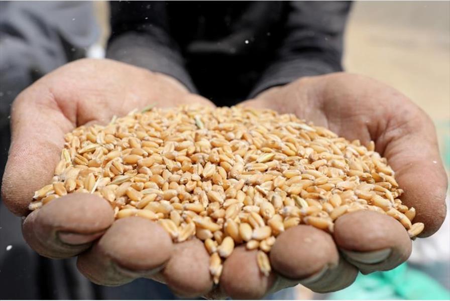 احتياطي مصر من القمح يرتفع إلى 3 ملايين طن