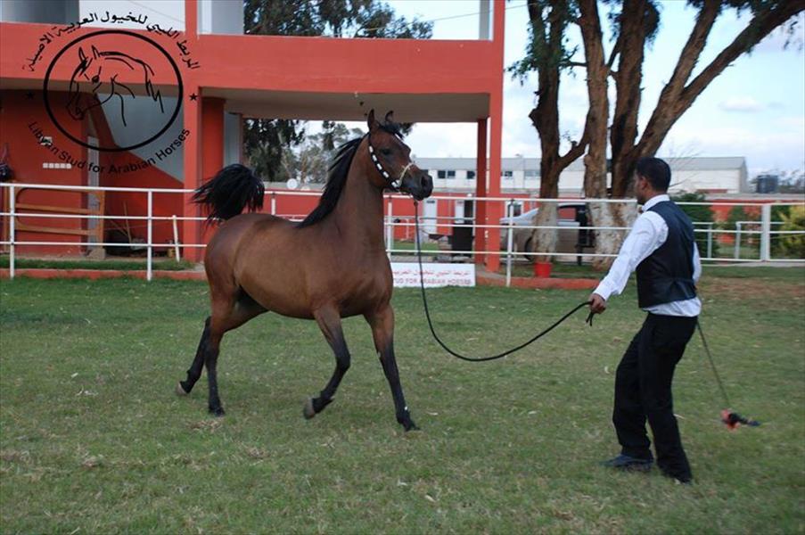 انطلاق المهرجان الخامس للخيول العربية ببنغازي