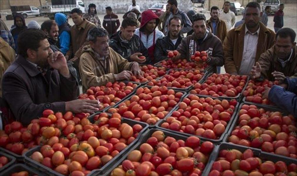 «إنتاج وفير وأسعار متدنية».. مزارعو الواحات يتحدثون عن موسم إنتاج الطماطم