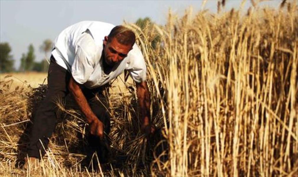 مصر تضع آليات جديدة لتسلم محصول القمح من المزارعين